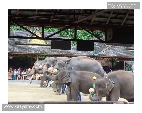 嘴巴吃足球的奇妙旅程探索运动与美食的完美结合